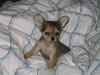 Chihuahua Cilla