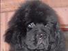 Newfoundlænder Zulu
