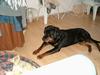 Rottweiler bølle