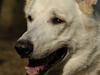 Hvid Schweizisk Hyrdehund Gilbert  RIP 05-08-2011 [ Himmelhund]