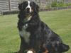 Berner sennenhund Did you call me sexy [ Himmelhund]