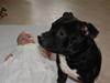 Staffordshire bull terrier *Puste*