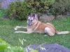 Malinois (O)nika Isell 1994-2006  [ Himmelhund]