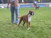 Boxer Rodsteds Dina