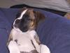 Boxer Von Ellinghaus Rico *Død*
