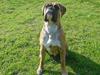 Boxer Conrad