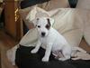 Parson russell terrier Gaia Parson russell terrier Gaia