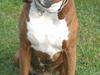Boxer Bølle