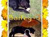 Blanding af racer Bailey*død* ;-(