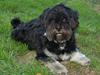 Lhasa apso Arthur