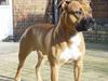 Amerikansk staffordshire terrier Battle of evermore