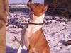 Amerikansk staffordshire terrier Maya