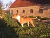 Amerikansk staffordshire terrier Xena. (Loppe)