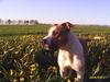 Amerikansk staffordshire terrier DK Staff`s Flower Power