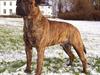 Bullmastiff Librrani's Astrox