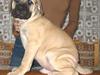 Bullmastiff Zuco - I hundehimlen nu 7/7-2014