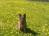 Schæferhund daisy