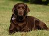 Labrador retriever Bine (fjante)