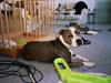 Amerikansk staffordshire terrier thais