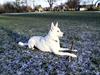 Hvid schæfer Bulder er Død [ Himmelhund]