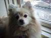 Pomeranian Frida