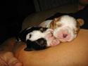 Cavalier king charles spaniel Kenzo