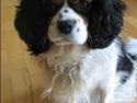 Cavalier king charles spaniel Sascha Malekit´s