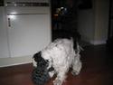 Cocker spaniel Valde