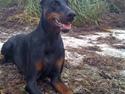 Dobermann DiaZ  Van`t Hof ter Helle