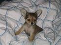 Chihuahua Cilla