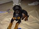 Dobermann Raphael`s Enigma