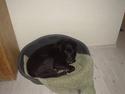 Labrador retriever konrad