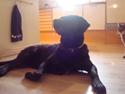 Labrador retriever Mille