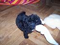 Dværgpuddel Blackie