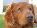 Nova scotia duck tolling retriever Troy