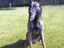 Malinois Avion