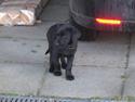 Labrador retriever Saki (formel 1)