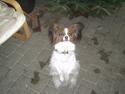 Papillon Gismo