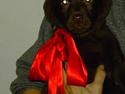 Labrador retriever Corra