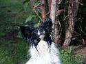 Papillon Luffe