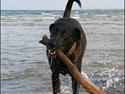 Labrador retriever Tulle