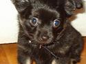 Chihuahua Louis
