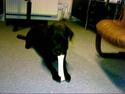 Labrador retriever Emma