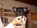 Chihuahua Tia Star