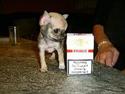 Chihuahua jay jay star