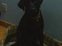 Labrador retriever Lucca
