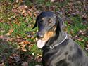 Dobermann Max