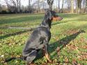 Dobermann Mille