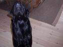 Labrador retriever rolf