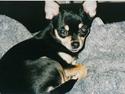 Chihuahua Coco